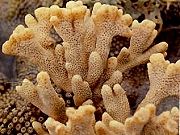 ปะการังช่อแขนง